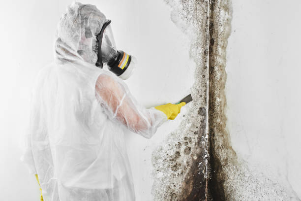 Best Attic Mold Remediation in Montebello, NY