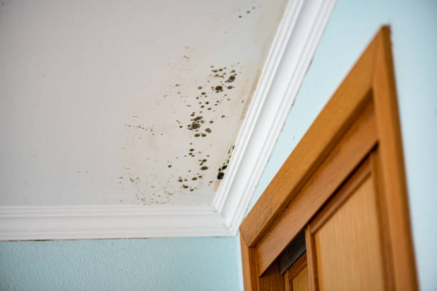 Best Kitchen Mold Remediation in Montebello, NY