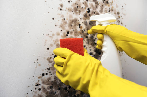 Best Residential Mold Remediation in Montebello, NY
