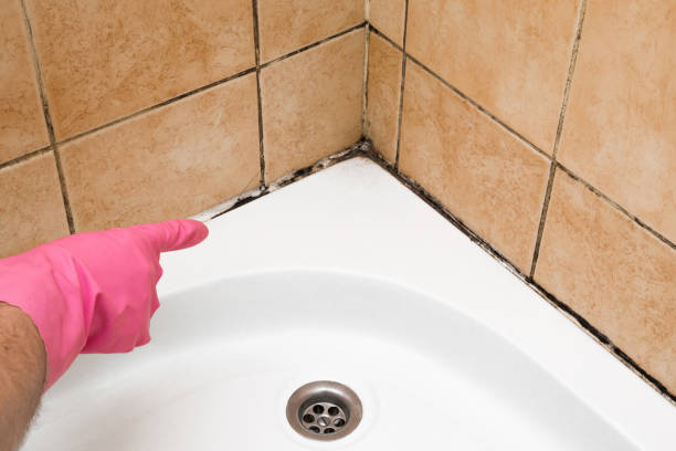 Best Attic Mold Remediation in Montebello, NY